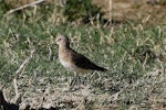 Baird's sandpiper. Non-breeding adult. Lake Mclarty, Western Australia, January 2017. Image © William Betts 2017 birdlifephotography.org.au by William Betts.