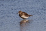 Baird's sandpiper. Non-breeding adult. Nairns-Coodanup [Mandurah], Western Australia, December 2016. Image © William Betts 2016 birdlifephotography.org.au by William Betts.