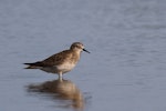 Baird's sandpiper. Non-breeding adult. Nairns-Coodanup [Mandurah], Western Australia, December 2016. Image © William Betts 2016 birdlifephotography.org.au by William Betts.