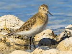 Baird's sandpiper. Juvenile. Lago Cardiel, Patagonia, December 2015. Image © Dick Jenkin by Dick Jenkin.