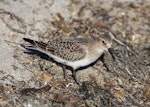 Baird's sandpiper. Adult. Pillar Point Harbor, August 2012. Image © Jason Crotty by Jason Crotty.