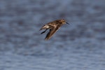 Baird's sandpiper. Non-breeding adult in flight. Nairns-Coodanup [Mandurah], Western Australia, December 2016. Image © William Betts 2016 birdlifephotography.org.au by William Betts.