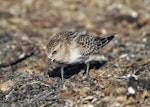 Baird's sandpiper. Adult. Pillar Point Harbor, California, August 2012. Image © Jason Crotty by Jason Crotty.