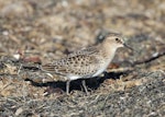 Baird's sandpiper. Adult. Pillar Point Harbor, California, August 2012. Image © Jason Crotty by Jason Crotty.