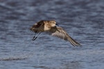 Baird's sandpiper. Non-breeding adult in flight. Nairns-Coodanup [Mandurah], Western Australia, December 2016. Image © William Betts 2016 birdlifephotography.org.au by William Betts.