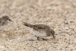 White-rumped sandpiper. Adult non breeding feeding on beach. Volunteer Point, Falkland Islands, November 2018. Image © Glenda Rees by Glenda Rees.