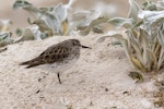 White-rumped sandpiper. Adult in non breeding plumage roosting on beach. Volunteer Point, Falkland Islands, November 2018. Image © Glenda Rees by Glenda Rees.