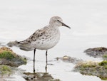 White-rumped sandpiper. Adult. Whalebone Cove, Port Stanley, Falkland Islands, March 2019. Image © Glenn Pure 2019 birdlifephotography.org.au by Glenn Pure.