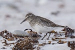 White-rumped sandpiper. Adult, non-breeding. Volunteer Point, Falkland Islands, November 2015. Image © John Barkla 2017 birdlifephotography.org.au by John Barkla.