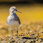 White-rumped sandpiper. Adult non-breeding. Punta Tombo, Patagonia, December 2015. Image © Dick Jenkin by Dick Jenkin.