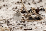 White-rumped sandpiper. Adult frontal view on sand. Volunteer Point, Falkland Islands, November 2018. Image © Glenda Rees by Glenda Rees.