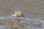 White-rumped sandpiper. Juvenile feeding at lakeside. Laguna Nimez, El Calafate, Argentina, November 2018. Image © Glenda Rees by Glenda Rees.