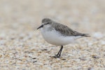 White-rumped sandpiper. Adult, non-breeding. Lake Wolloomboola, New South Wales, January 2015. Image © John Barkla 2017 birdlifephotography.org.au by John Barkla.