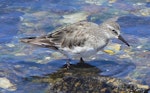 White-rumped sandpiper. Adult, non-breeding. Falkland Islands, December 2008. Image © Tony Crocker by Tony Crocker.