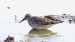 White-rumped sandpiper. Adult in breeding plumage. Freiston Shore, Lincolnshire, England, August 2019. Image © Alan Shaw by Alan Shaw.