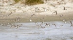 White-rumped sandpiper. Flock in flight. Sea Lion Island, Falkland Islands, November 2018. Image © Glenda Rees by Glenda Rees.