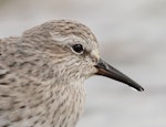 White-rumped sandpiper. Non-breeding adult (head). Whalebone Cove, Port Stanley, Falkland Islands, March 2019. Image © Glenn Pure 2019 birdlifephotography.org.au by Glenn Pure.