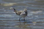 White-rumped sandpiper. Immature in worn plumage. Chincoteague Island, Virginia, USA, May 2015. Image © Roger Smith by Roger Smith.