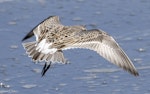 White-rumped sandpiper. Spring plumage, in flight. Manhattan, Kansas, USA, May 2020. Image © David Rintoul by David Rintoul.