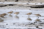 White-rumped sandpiper. Small flock. Sea Lion Island, Falkland Islands, November 2018. Image © Glenda Rees by Glenda Rees.