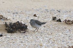 White-rumped sandpiper. Adult (non-breeding). Lake Wollumboula via Culburra Beach, New South Wales, January 2015. Image © Jennifer Spry 2015 birdlifephotography.org.au by Jennifer Spry.