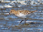 Little stint. Adult. Manukau Harbour, October 2019. Image © Scott Brooks by Scott Brooks.