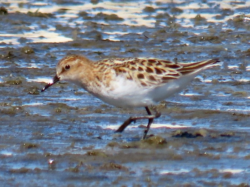 Little stint. Adult. Manukau Harbour, October 2019. Image © Scott Brooks by Scott Brooks.