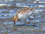 Little stint. Adult. Manukau Harbour, October 2019. Image © Scott Brooks by Scott Brooks.