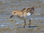 Little stint. Adult. Manukau Harbour, October 2019. Image © Scott Brooks by Scott Brooks.