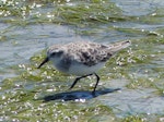 Little stint. Adult in non-breeding plumage. West Coast National Park, South Africa, November 2015. Image © Alan Tennyson by Alan Tennyson.