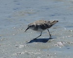 Little stint. Adult in non-breeding plumage. West Coast National Park, South Africa, November 2015. Image © Alan Tennyson by Alan Tennyson.