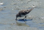 Little stint. Adult in non-breeding plumage feeding. West Coast National Park, South Africa, November 2015. Image © Alan Tennyson by Alan Tennyson.