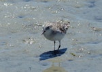 Little stint. Adult in non-breeding plumage. West Coast National Park, South Africa, November 2015. Image © Alan Tennyson by Alan Tennyson.