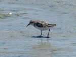 Little stint. Adult in non-breeding plumage. West Coast National Park, South Africa, November 2015. Image © Alan Tennyson by Alan Tennyson.