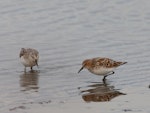 Little stint. Adult (on right) in breeding plumage with non-breeding red-necked stint. Western Treatment Plant, Werribee, Victoria, Australia, July 2008. Image © Sonja Ross by Sonja Ross.