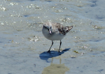 Little stint. Adult in non-breeding plumage. West Coast National Park, South Africa, November 2015. Image © Alan Tennyson by Alan Tennyson.