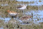 Little stint. Adult in breeding plumage (centre) with red-necked stint front and rear. Embankment Road Lake Ellesmere, November 2019. Image © Steve Attwood by Steve Attwood.