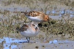 Little stint. Adult in breeding plumage (rear) with red-necked stint (front). Embankment Road Lake Ellesmere, November 2019. Image © Steve Attwood by Steve Attwood.