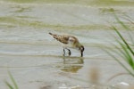 Little stint. Juvenile, wading. Parc du Marquenterre, France, August 2016. Image © Cyril Vathelet by Cyril Vathelet.