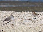 Little stint. Adult (on right) with wrybill. Manukau Harbour, October 2019. Image © Scott Brooks by Scott Brooks.