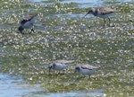 Little stint. Two adults in non-breeding plumage with two curlew sandpipers behind. West Coast National Park, South Africa, November 2015. Image © Alan Tennyson by Alan Tennyson.