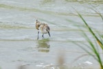 Little stint. Juvenile, wading. Parc du Marquenterre, France, August 2016. Image © Cyril Vathelet by Cyril Vathelet.