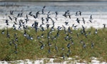 Little stint. Flock in flight (with a single curlew sandpiper near the centre). Seeburg Hide, South Africa, February 2016. Image © Duncan Watson by Duncan Watson.