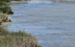 Little stint. Adult in non-breeding plumage in flight. West Coast National Park, South Africa, November 2015. Image © Alan Tennyson by Alan Tennyson.