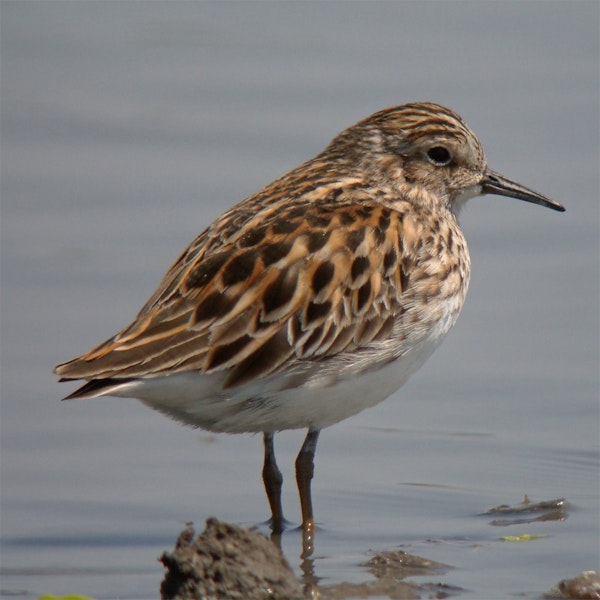 Long-toed stint. Adult breeding plumage. Japan, April 2009. Image © Nobuhiro Hashimoto by Nobuhiro Hashimoto.