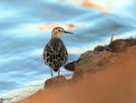 Long-toed stint. Adult in breeding plumage. Carnarvon, Western Australia, April 2020. Image © Les George 2020 birdlifephotography.org.au by Les George.