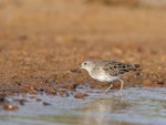 Long-toed stint. Adult in breeding plumage. Carnarvon, Western Australia, April 2020. Image © Les George 2020 birdlifephotography.org.au by Les George.