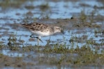 Long-toed stint. Non-breeding adult. Lake Ellesmere, January 2023. Image © Greg McKenzie by Greg McKenzie.