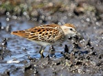 Long-toed stint. Adult in breeding plumage. Angara River, Lake Baikal, August 2016. Image © Sergey Golubev by Sergey Golubev.