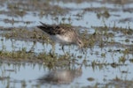 Long-toed stint. Non-breeding adult. Lake Ellesmere, January 2023. Image © Greg McKenzie by Greg McKenzie.